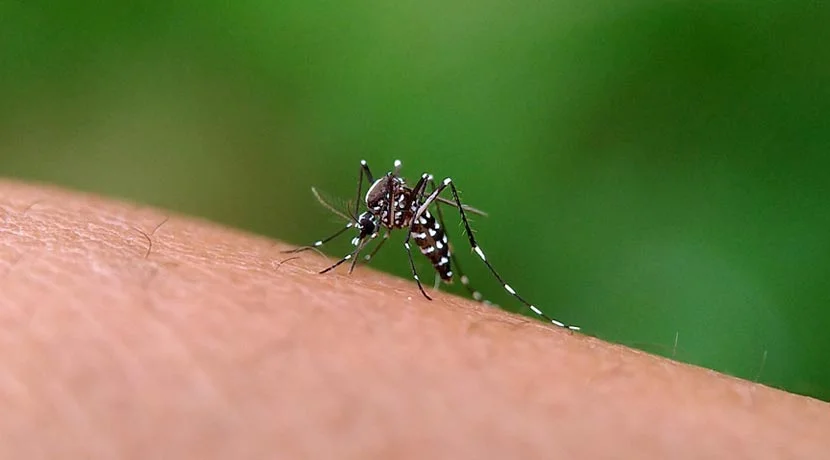 Dengue Fever: Symptoms, Prevention, and When to Seek Medical Attention